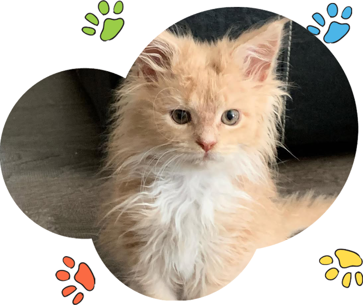 Maine Coon Kitten