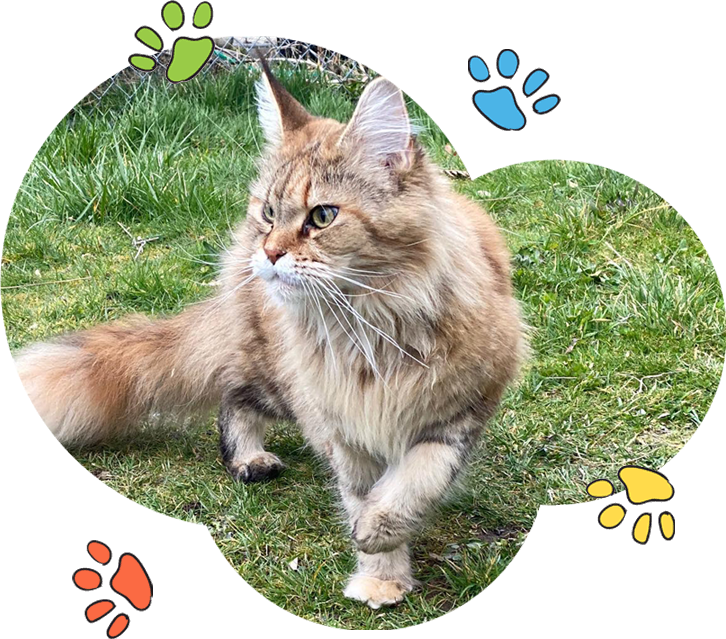 Maine Coon Cat