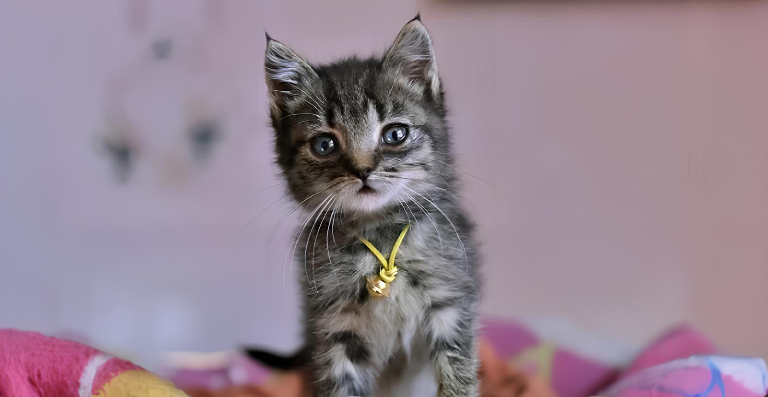 Maine Coon kitten