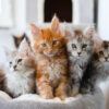 Group of five fluffy kittens