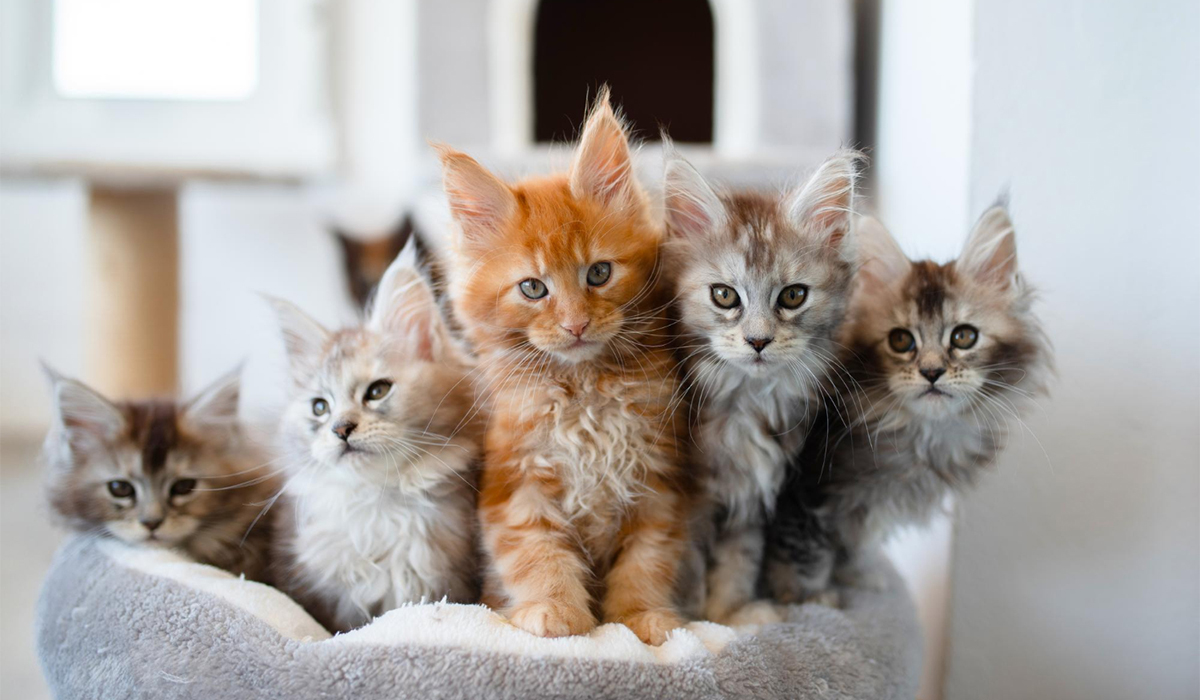 Group of five fluffy kittens