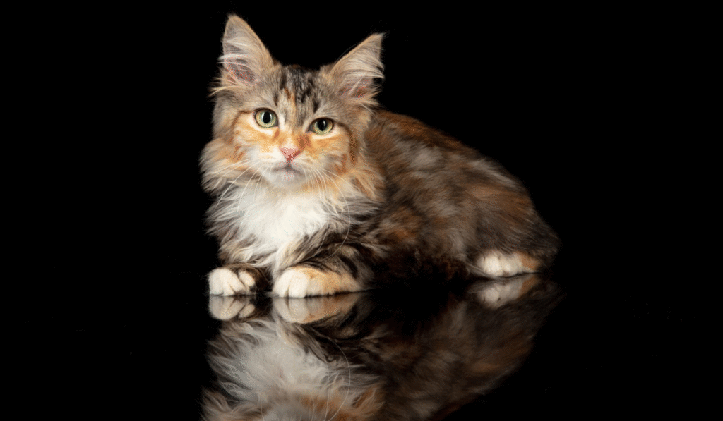 Maine Coon kitten sitting on a glossy black surface