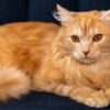 Maine Coon Breeder in Washington State