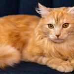 Maine Coon Breeder in Washington State