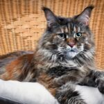 Maine Coon Breeder in Washington State