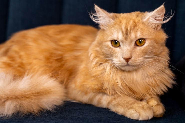 Maine Coon Breeder in Washington State