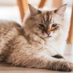 Maine Coon Breeders in Washington State