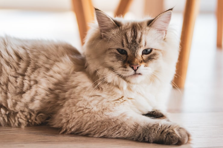 Maine Coon Breeders in Washington State