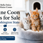 Maine Coon Cats for Sale in Washington State
