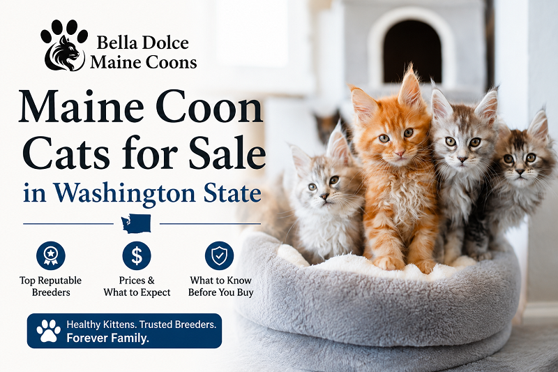 Maine Coon Cats for Sale in Washington State