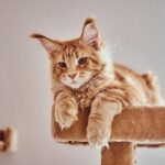 Maine Coon Kitten in Washington State