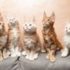Maine Coon Kittens for Sale in Washington State