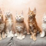 Maine Coon Kittens for Sale in Washington State