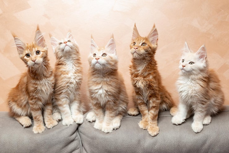 Maine Coon Kittens for Sale in Washington State