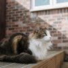 Maine Coon Breeders