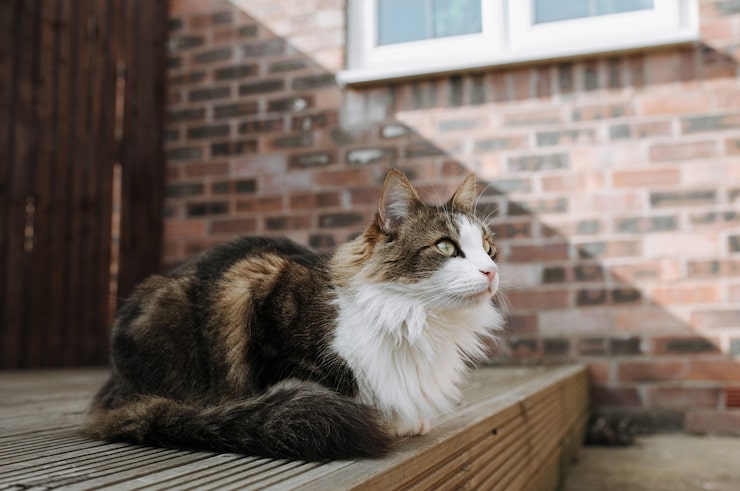 Maine Coon Breeders