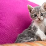 Maine Coon Kittens for Sale in Washington