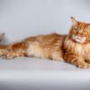 Maine Coon for Sale in Washington