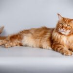 Maine Coon for Sale in Washington