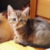 maine coon kitten breeders