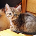 maine coon kitten breeders
