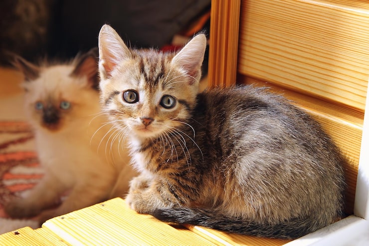 maine coon kitten breeders