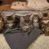 Maine Coon Kittens for Sale in Washington State