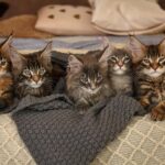 Maine Coon Kittens for Sale in Washington State