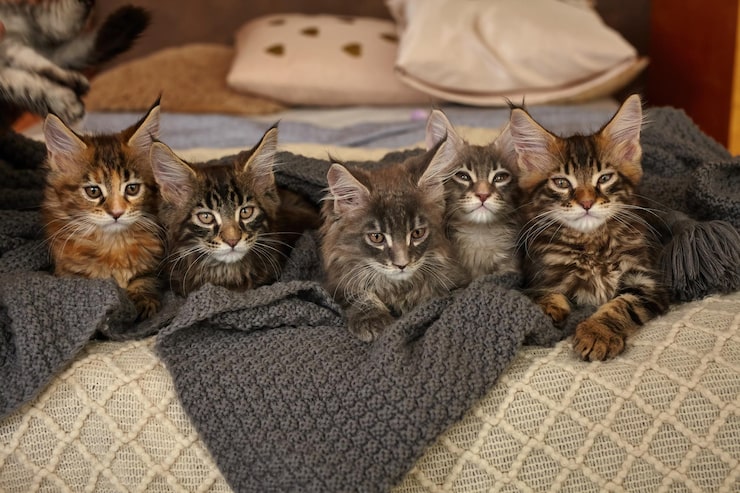 Maine Coon Kittens for Sale in Washington State