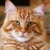 reputable maine coon breeder