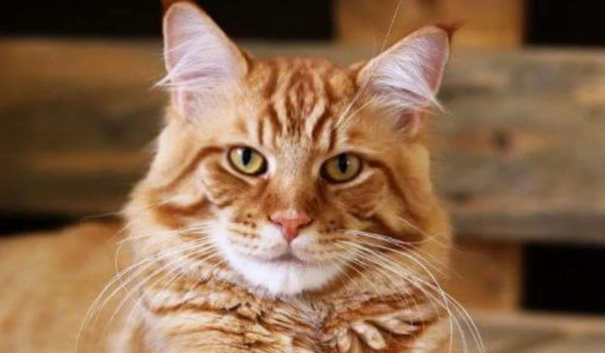reputable maine coon breeder