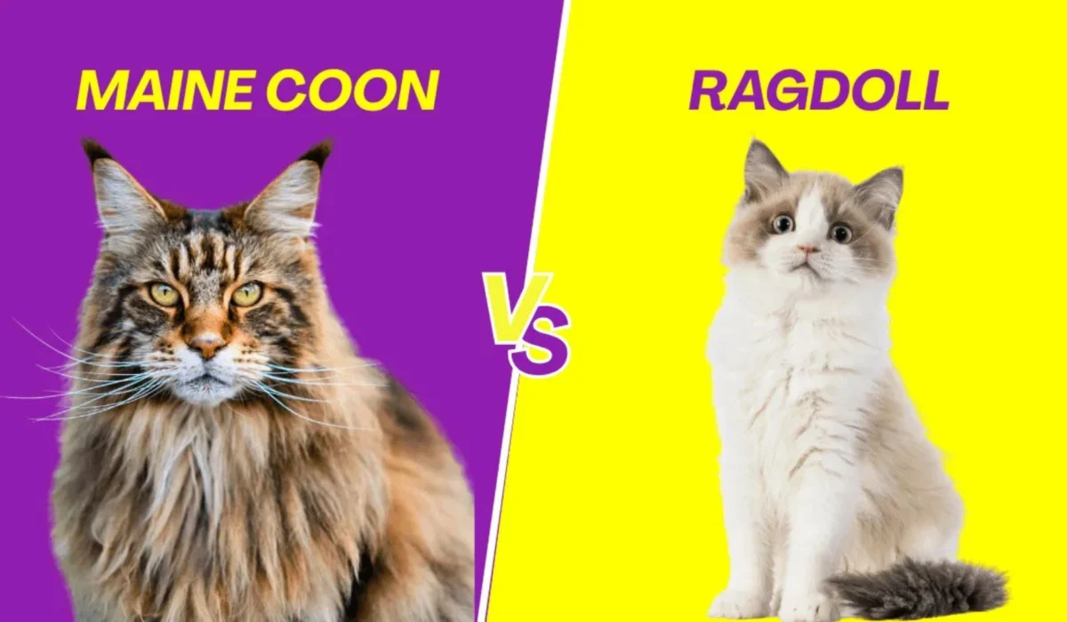 Maine Coon vs Ragdoll