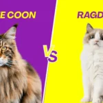 Maine Coon vs Ragdoll