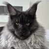 why are maine coons expensive