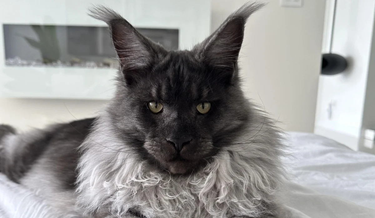 why are maine coons expensive