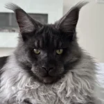 why are maine coons expensive