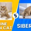 Maine Coon vs Siberian Cat