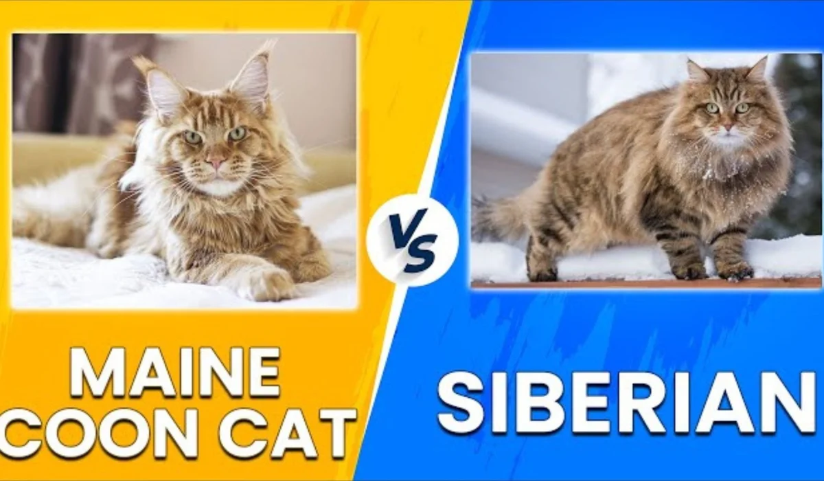 Maine Coon vs Siberian Cat