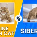 Maine Coon vs Siberian Cat