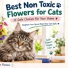 Best Non Toxic Flowers for Cats