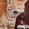 Cat Vomiting