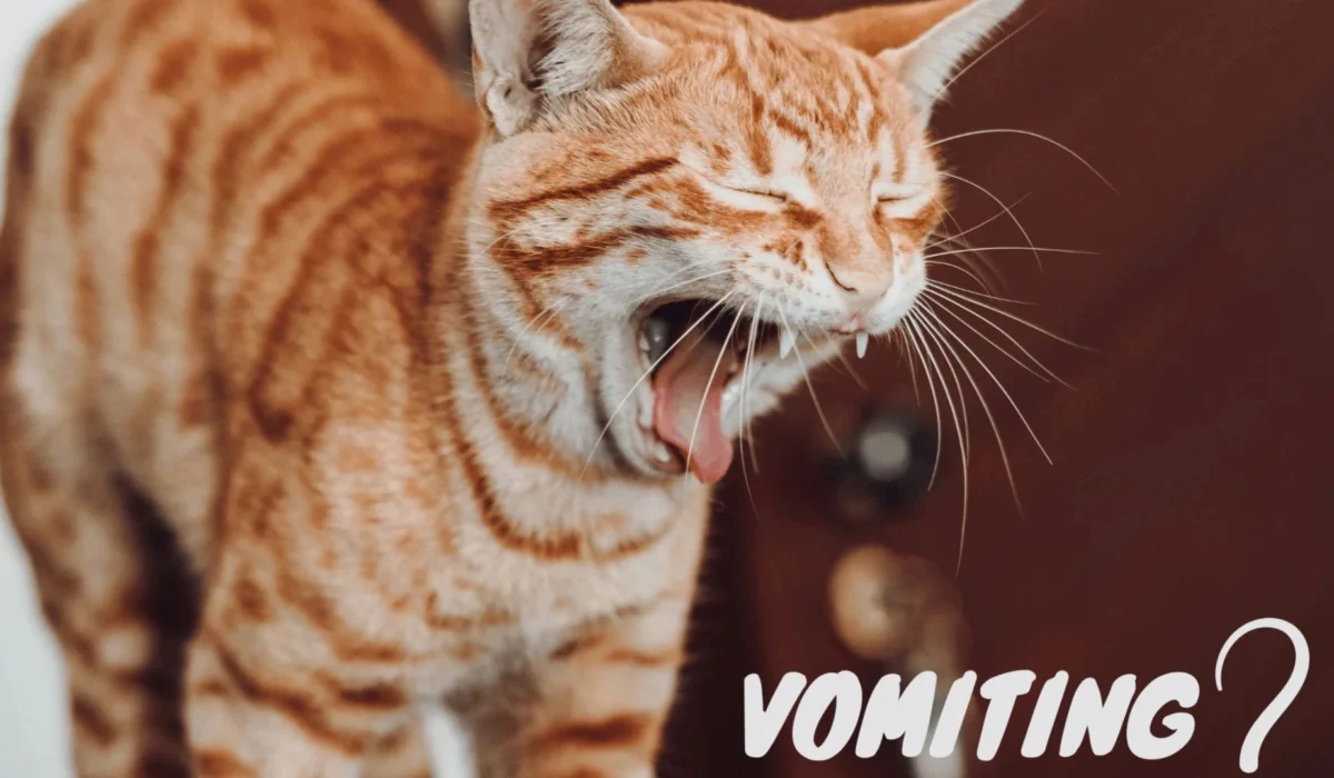 Cat Vomiting