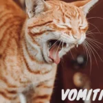 Cat Vomiting