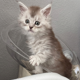 freepik_increase-the-quality-of-t_2773872051